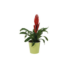Bromelia in Decopot, houseplant, indoor plant, potted plant, decorative plant, home decor, interior decor, minimalist decor, Scandinavian decor, modern interior, plant pot, ceramic pot, home styling, 