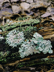 Foliose lichen Parmelia sulcata, cladonia species growing on decayed wooden log. Forest litter, green textures macro photography. Botany, environment, nature close up. Vibrant shades of green. 
