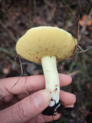 Granulated bolete Suillus granulatus wild growing mushroom in hand close up. Mushroom hunting, foraging in autumn. Blurred forest litter at the background. Edible fungus, ingredient, vegetarian food 