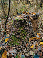 Turkey tail mushrooms Trametes versicolor growing on tree stump in broadleaf forest in October. Medicinal fungi, mushroom hunting, autumn leaves color, forest litter, foliage. Environment, mycology 