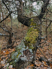 Aged branching tree covered with Foliose lichen Parmelia sulcata, Dicranum scoparium moss, cladonia species. Autumn forest in October, brown leaves on the ground. Forest litter. Wooden bark texture 