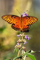 Gulf Fritillary