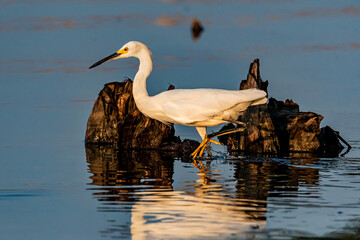 Snowy Egret