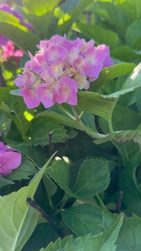 Bushes with inflorescences of bright pink hydrangea flowers bloom in the garden in summer. The flowering is illuminated by bright sunlight. For video presentation, advertising. Park Vertical. 