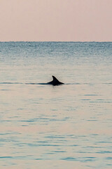 Fototapeta premium dolphin