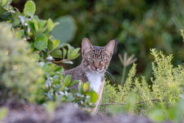 Feral Cat