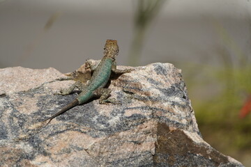 The spiny-tailed iguana (Hoplocercidae) are a family of iguanas (Iguania) found from Panama to Peru. Fortaleza - Ceara, Brazil.