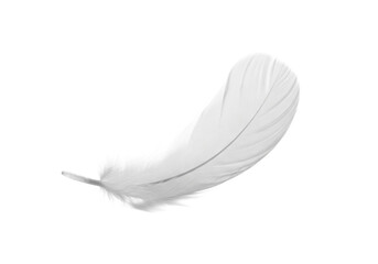 Obraz premium transparent bird feather with a soft, elegant curve, perfectly formed, resting peacefully on a bright transparent seamless studio background, for a concept of purity and new beginnings