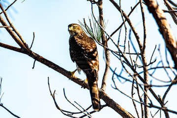 Hawk