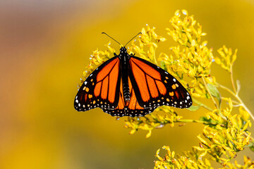 Monarch