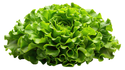 Vibrant green frilly lettuce head with ruffled leaves isolated on transparent background
