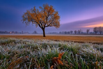 A serene autumn scene with a solitary tree under a colorful twilight sky, with frost-covered grass adding a touch of winter beauty, rural landscape.