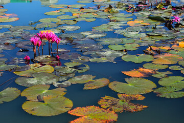 Pink lotus flowers (Nymphaea spp) in a zen garden pond
