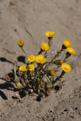 coltsfoot  (Tussilago farfara )