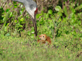 Precious Sandhill Crane Family Dinner Feeding Moment
