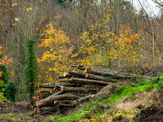 Mischwald im Spätherbst