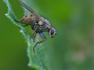 fly on leaf