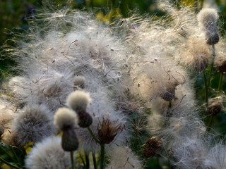 The image shows the seeds of a field plant (Cirsium arvense) in the mature stage, ready to be dispersed by the wind.