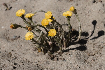 coltsfoot  (Tussilago farfara )