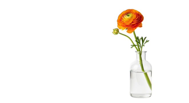 Vibrant orange ranunculus flower in a clear glass bottle isolated on transparent background