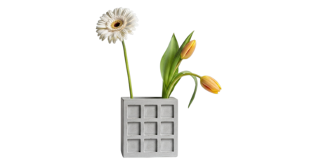 A single white gerbera daisy and two orange tulips in a modern grey concrete vase isolated on transparent background