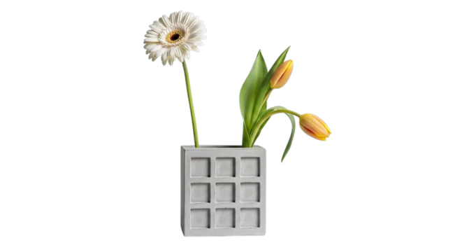 A single white gerbera daisy and two orange tulips in a modern grey concrete vase isolated on transparent background