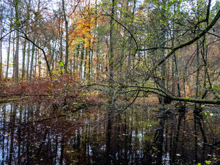 Sumpfiger Waldsee im Spätherbst