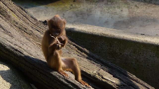 Close up of a baby baboons playing around with a pari of sunglasses on a  sunny day