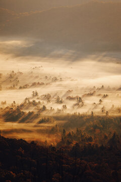 Shadows cast on forest fog