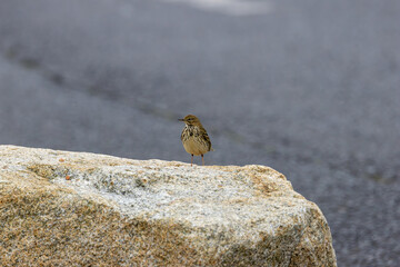 Adult Meadow Pipit (Anthus pratensis) in European grasslands