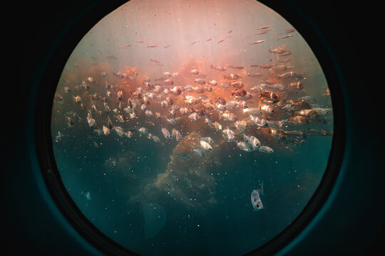 School of fish through porthole with sun rays