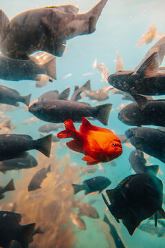Garibaldi fish making funny face
