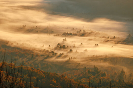 Moody fall fog with long shadows off trees