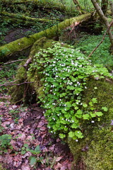 hare's sorrel  (Oxalis acetosella)