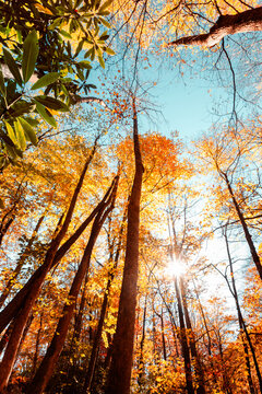 Looking up on autumn colorful trees