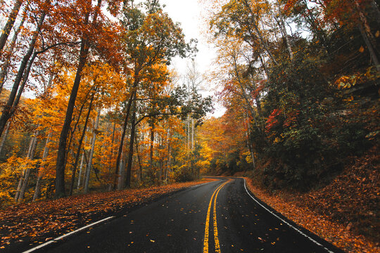 Wide turning road with autumn leaves and trees