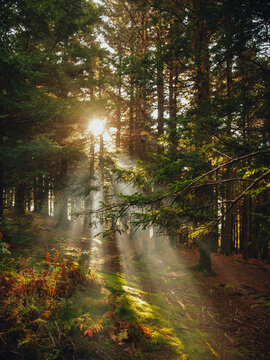 Rays of sun coming through fall forest trees