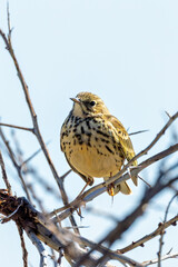 Adult Meadow Pipit (Anthus pratensis) in European grasslands