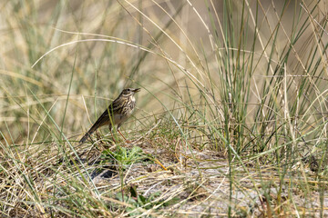Adult Meadow Pipit (Anthus pratensis) in European grasslands