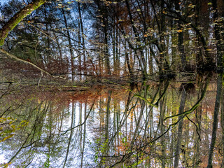 Abstrakte Spiegellung eines Waldsees