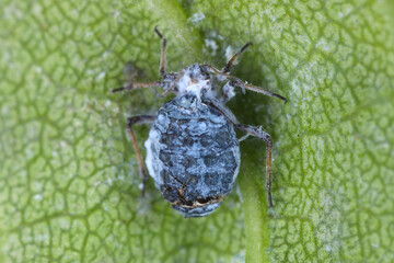 Ash leaf-nest aphids, Prociphilus bumeliae,  Prociphilus fraxini. A colony of aphids on an ash leaf.