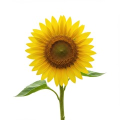 Fototapeta premium Detailed view of a bright yellow sunflower with green leaves and mature seeds centered on a clean white background ,bright ,harvest ,blossom