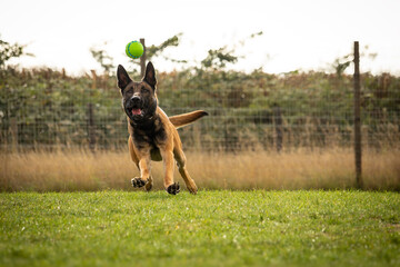 Young adult male belgian malinois dutch herder shepherd cross dog chases ball poised to leap and catch