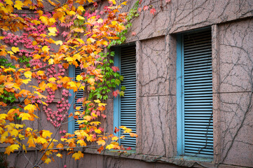 Parthenocissus is a genus of climbing plants in the grape family. Red, yellow, and orange leaves on branches against a pink stone wall. The house's facade is platinum gray with plant stems.	