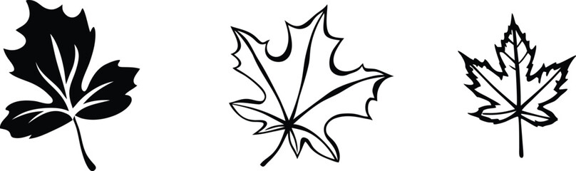 Leaves in Line: An elegant display of three different leaves. The monochromatic imagery of the leaves, highlighting the subtle yet distinct details in their shapes