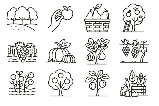Fruit tree orange picking icon autumn pears vector icons harvest fig plum