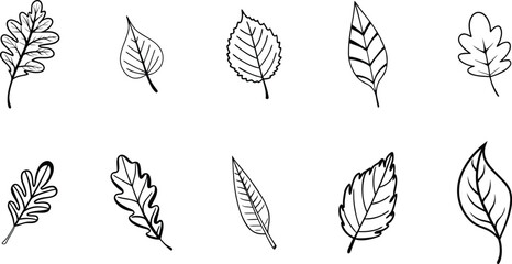 Line Art Leaf Collection: A minimalist collection of detailed line art leaves, each with unique shapes and textures, illustrating the diversity and beauty of nature's simple wonders.