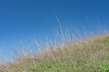 Obraz premium Mutarda nigra, Rhamphospermum nigrum (syns. Brassica nigra and Sinapis nigra), black mustard. Kenneth Hahn State Recreation Area, Baldwin Hills Mountains of Los Angeles California