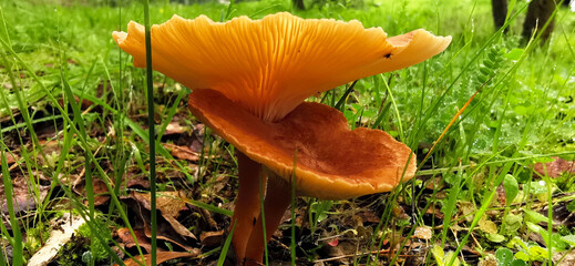 Detail of wild mushroom in forest, their natural environment