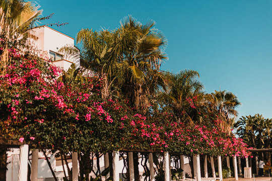 Low angle view of a long line of bright pink bougainvillea draped over a pergola structure, with palm trees and a white building above.